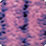 �t�����q�摜